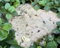 IMG_0679.jpeg