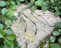 IMG_0584.jpeg