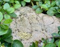 IMG_0603.jpeg