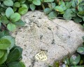 IMG_0672.jpeg