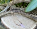 IMG_7380.jpeg