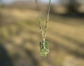 IMG_5541.jpeg